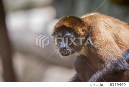 Geoffroy's spider monkey (Ateles geoffroyi). 46359460