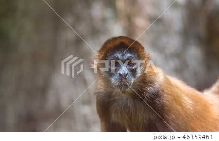 Geoffroy's spider monkey (Ateles geoffroyi). 46359461