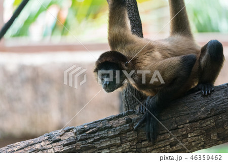 Geoffroy's spider monkey (Ateles geoffroyi). 46359462