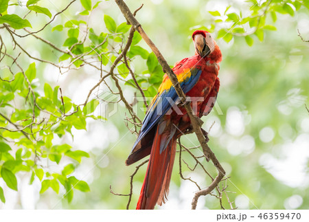 Beautiful Scarlet macaw (Ara macao) parrot. Beautiful Scarlet macaw (Ara macao) parrot. 46359470