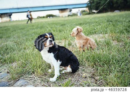 芝生の上でおすわりしている2匹の犬の写真素材