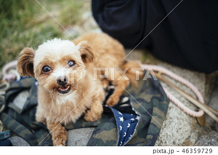 犬が伏せをしながらこちらを見て笑っている 犬が伏せをしながらこちらを見て笑っている 46359729