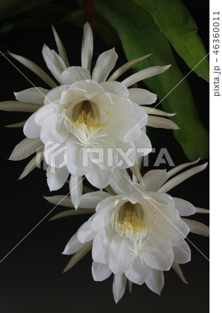 月下美人 46360011