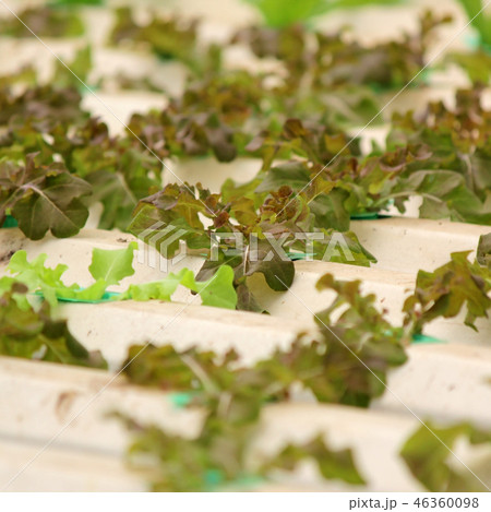organic hydroponic vegetable in farm 46360098