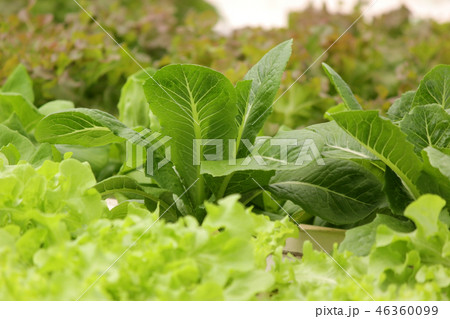 organic hydroponic vegetable in farm 46360099