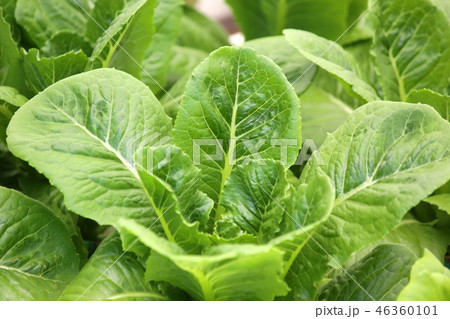 organic hydroponic vegetable in farm 46360101