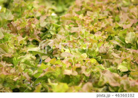 organic hydroponic vegetable in farm 46360102