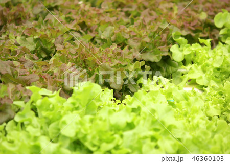 organic hydroponic vegetable in farm 46360103