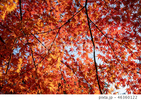 中院の紅葉　埼玉県川越市 46360122