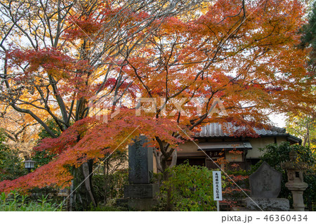 中院の紅葉　不染亭　埼玉県川越市 46360434