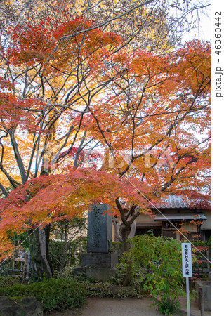 中院の紅葉　埼玉県川越市 46360442