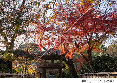 中院の紅葉 鐘撞堂 埼玉県川越市 中院の紅葉 鐘撞堂 埼玉県川越市 46360507
