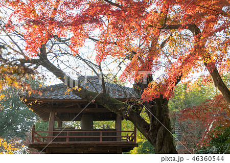 中院の紅葉 鐘撞堂 埼玉県川越市 中院の紅葉 鐘撞堂 埼玉県川越市 46360544