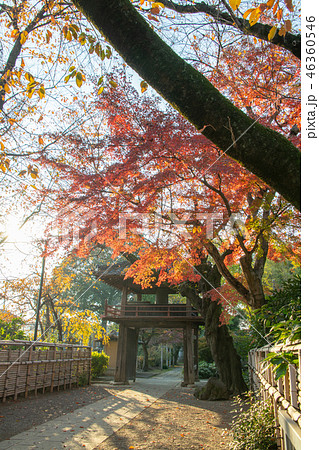 中院の紅葉　鐘撞堂　埼玉県川越市 46360546