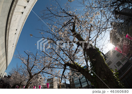 目黒川 桜 目黒川 桜 46360680