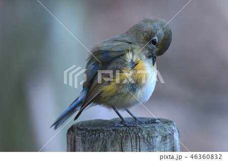 薬師池公園の野鳥 薬師池公園の野鳥 46360832