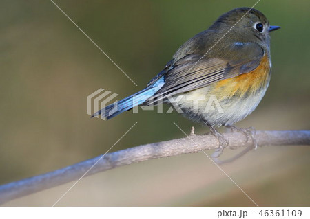 薬師池公園の野鳥 薬師池公園の野鳥 46361109