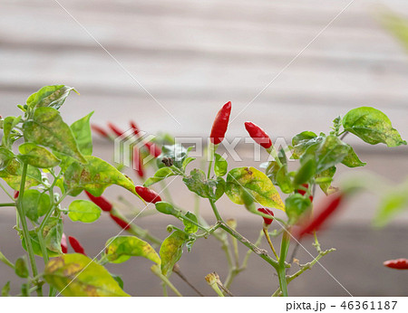 Red and green guinea-pepper on brach Red and green guinea-pepper on brach 46361187