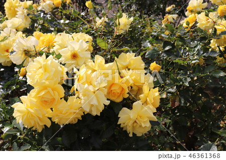 アメリカ生まれの黄色い薔薇、サンフレーア 46361368