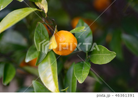 タチバナの実 46361391