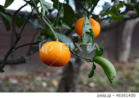 タチバナの実 46361400