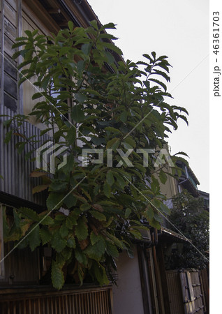 植栽 植栽 46361703