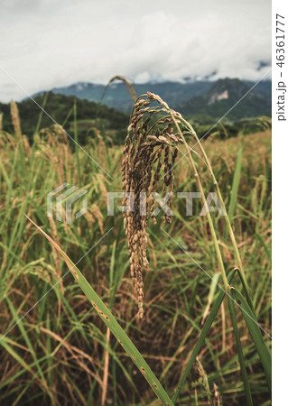 landscape Paddy rice field 46361777