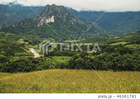 landscape Paddy rice field 46361781