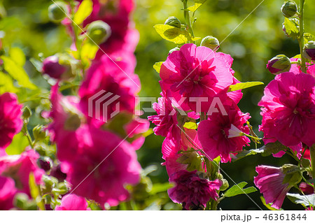 Bright crimson mallow flowers Bright crimson mallow flowers 46361844