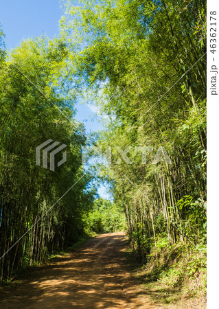 Path to bamboo forest , Walkway 46362178