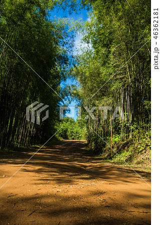 Path to bamboo forest , Walkway Path to bamboo forest , Walkway 46362181