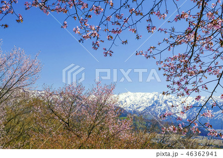 山桜と巻機山1 46362941