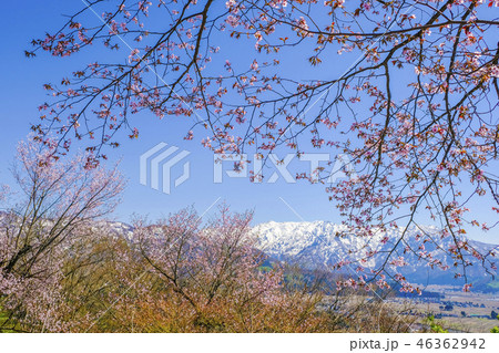 山桜と巻機山2 山桜と巻機山2 46362942