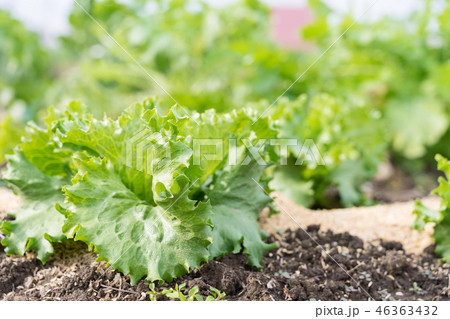 畑のレタス 46363432