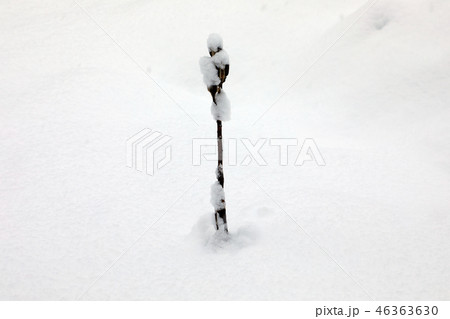 新雪積もるオオウバユリの実 福島県只見町 新雪積もるオオウバユリの実 福島県只見町 46363630
