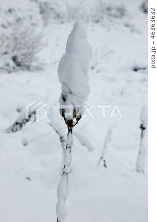 オオウバユリの実に新雪積もる　福島県只見町 46363632