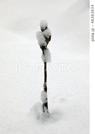 新雪積もるオオウバユリの実　福島県只見町 46363634