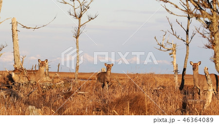 春国岱のエゾシカたち 46364089