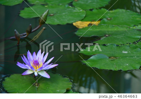 水面に優雅に咲く 水面に優雅に咲く 46364663