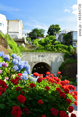 横浜・東横フラワー緑道 横浜・東横フラワー緑道 46364738