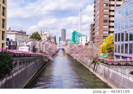 （東京都）目黒川の桜 46365199