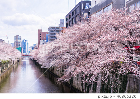 （東京都）目黒川の桜 46365220