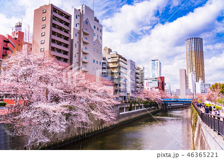 （東京都）目黒川の桜 46365221