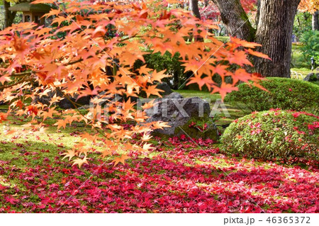 由志園の秋　紅葉狩り 46365372