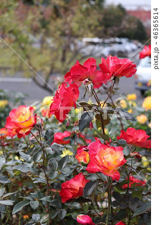 陽に当たると色が変わる薔薇、チャールストン 陽に当たると色が変わる薔薇、チャールストン 46365614