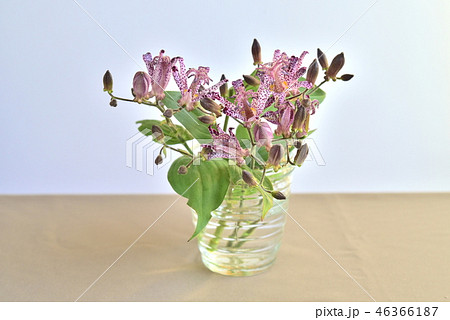 花瓶の花　ホトトギス 46366187