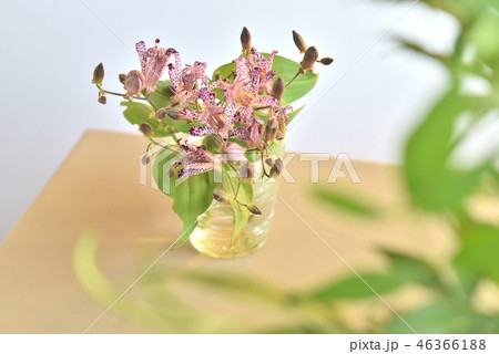 花瓶の花　ホトトギス 46366188