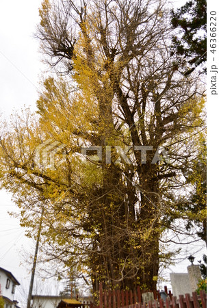 銀杏の大木 46366220