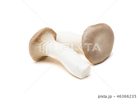 エリンギ 46366235