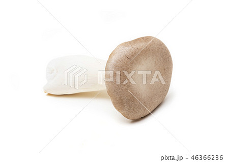 エリンギ 46366236